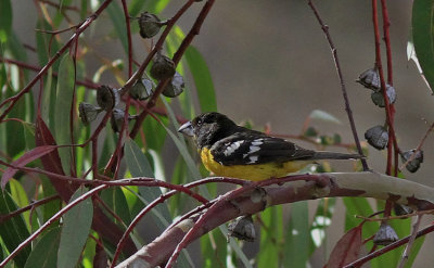 Black-Backed Grosbeak 