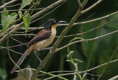 Black-Capped Donacobius 