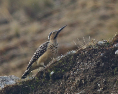 Andean Flicker 