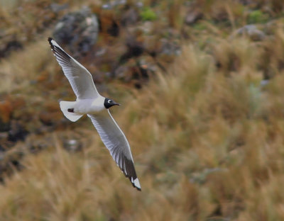 Andean Gull 