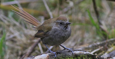 Azaras Spinetail 