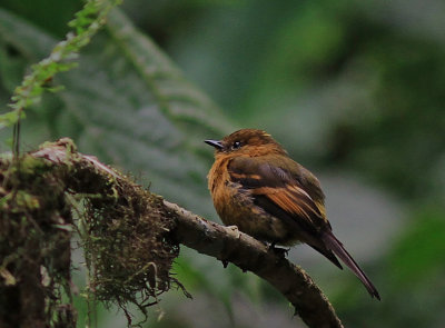 Cinnamon Flycatcher 