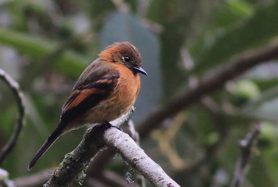 Cinnamon Flycatcher 