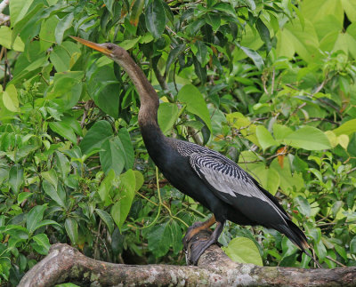 Anhinga 