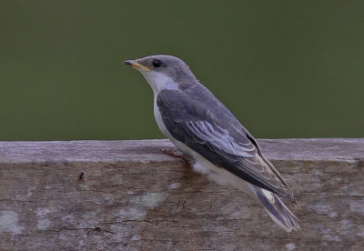 White-Winged Swallow 