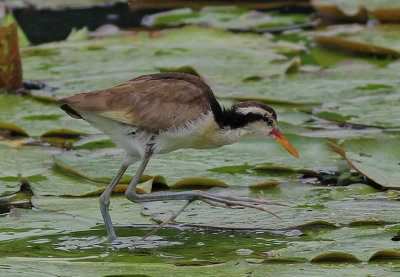 Wattled Jacana imm 