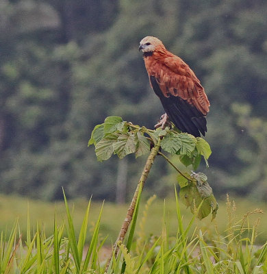 Black collared Hawk 