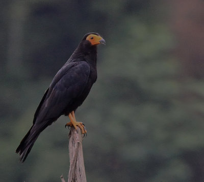 Black Caracara 