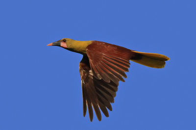 Olive-Oropendola