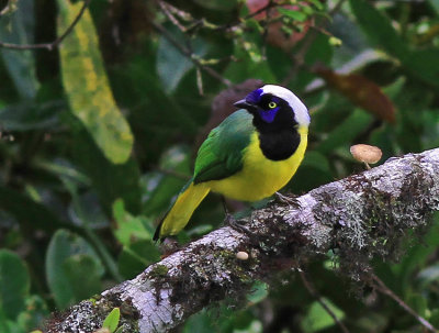 Green Jay 