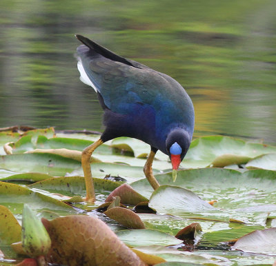 Purple Gallinule 