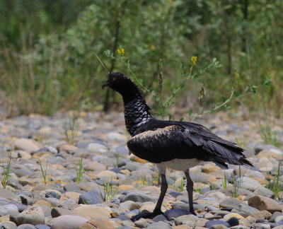 Horned Screamer 