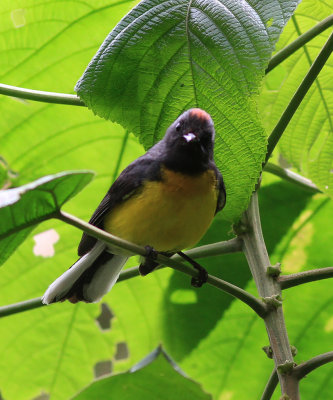 Slate Throated Redstart 