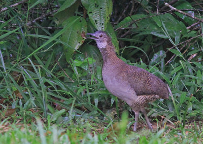 Undulated Tinamou 