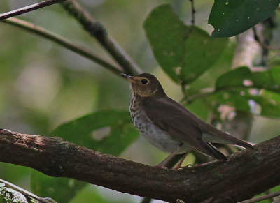 Swainsons Thrush 