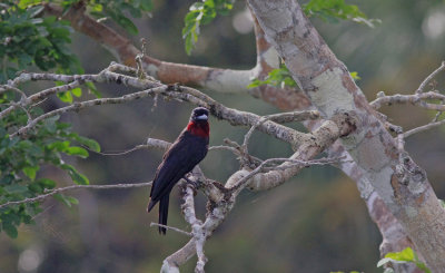 Purrle-throated Fruitcrow