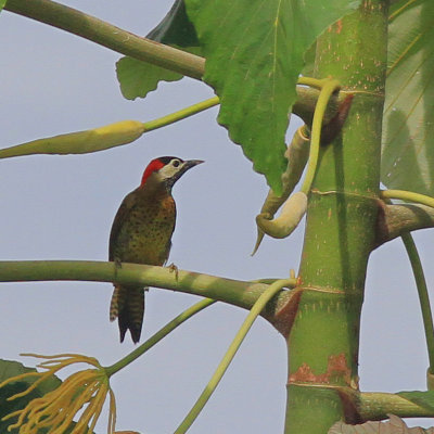 Spot breasted Woodpecker 