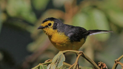 Spectacled Redstart 