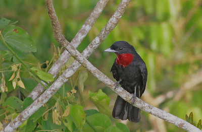 Purple-Throated Fruitcrow 