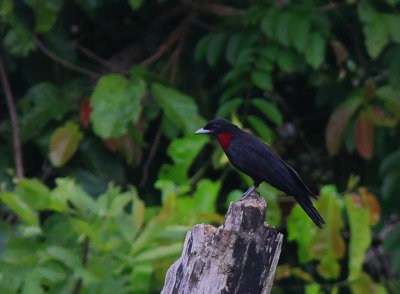 Purple-Throated Fruitcrow 