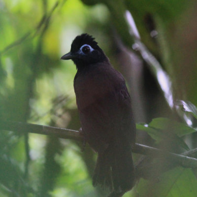 Sooty Antbird 