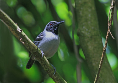 Black-Faced Antbird 