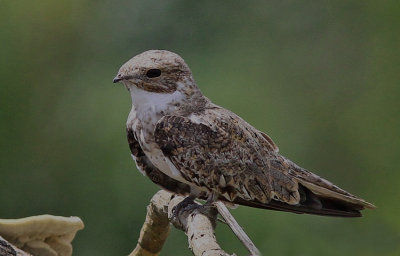 Sand Colored Nighthawk 