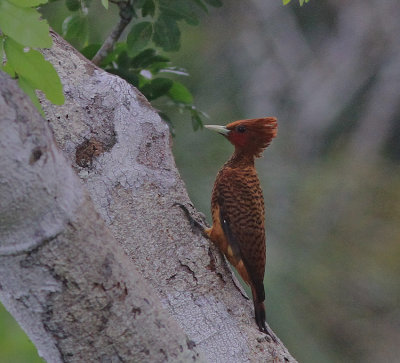 Scale-Breasted Woodpecker 