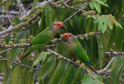 Rose-Fronted Parakeet 