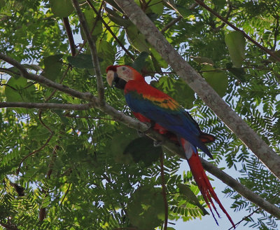 Scarlet Macaw 