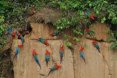 Red- Green Macaw 