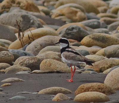 Pied Lapwing 