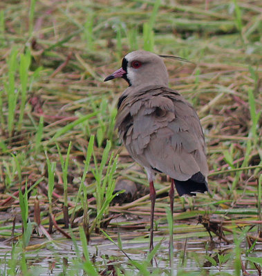 Southern Lapwing