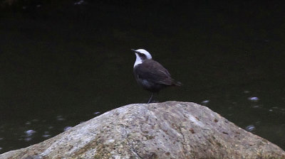 White-Capped Dipper 