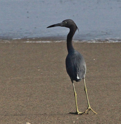 Little Blue Heron 