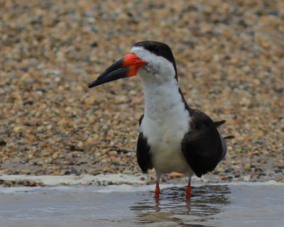 Black Skimmer 