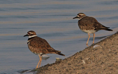 Killdeer 