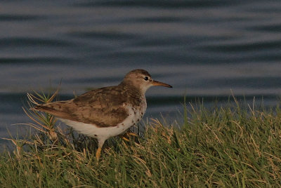 Spotted sandpipper 