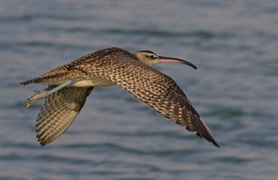 Whimbrel Numenius hudsonicus