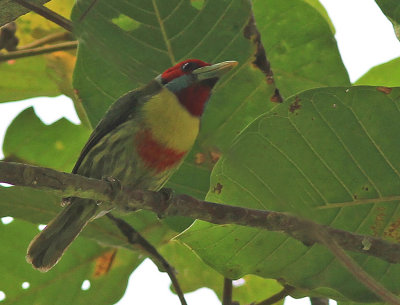 Versicolored Barbet 