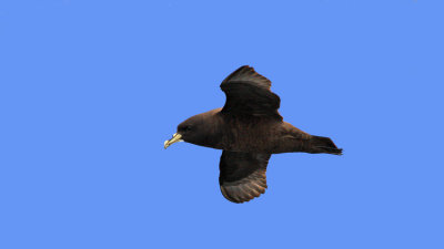 White-chinned Petrel 