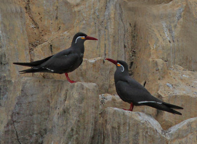 Inca Tern 