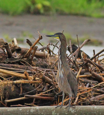 Bare-Throated Tiger-Heron 