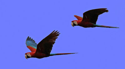 Red-And Green Macaw