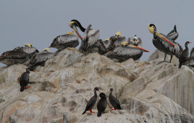 Peruvian Perlican & Red-leggen Cormorant