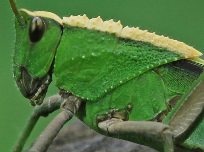 Green Grasshopper 