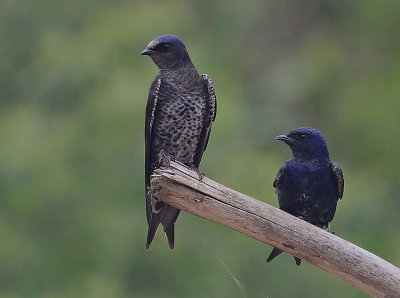 Fork--tailed palmSwift 