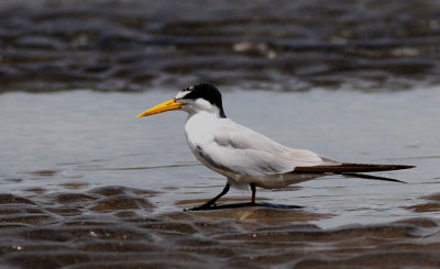 Yellow-Billed Tern