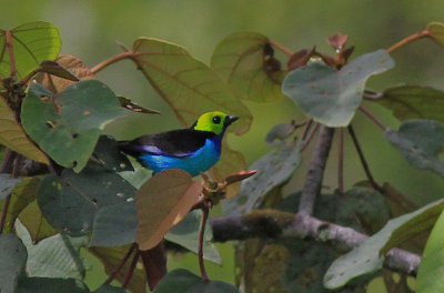 Paradis Tanager