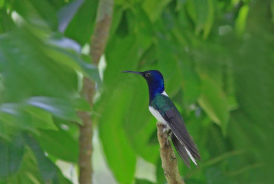 Ehite Necked Jacobin